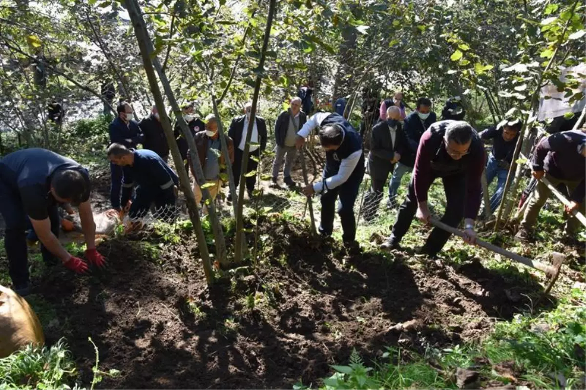 "Fındık Yetiştiriciliğinde Cep Teras Uygulama Projesi" verim ve kaliteyi artıracak