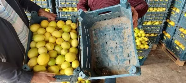 Kilosu 25 kuruşa kadar düştü! Kasanın fiyatı içindeki limonu geçti