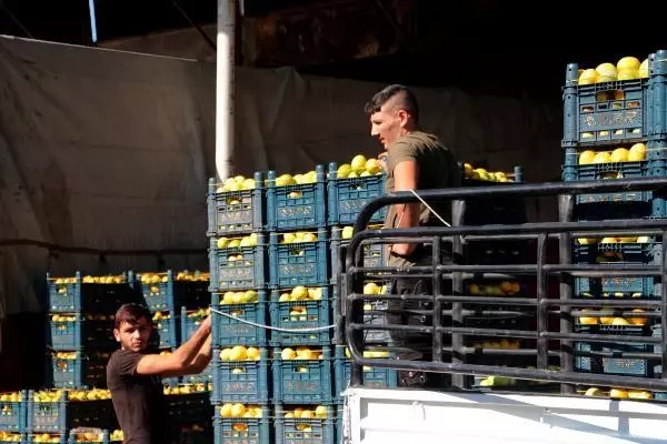 Kilosu 25 kuruşa kadar düştü! Kasanın fiyatı içindeki limonu geçti