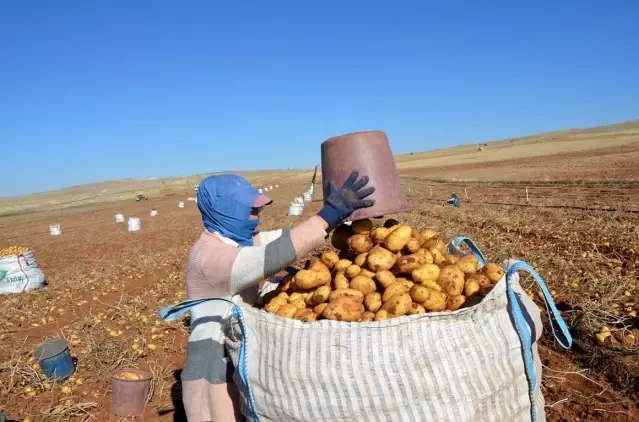 Kayısı diyarında patates hasadı tamamlanmak üzere