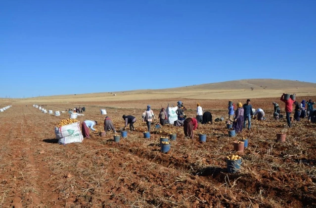 Kayısı diyarında patates hasadı tamamlanmak üzere