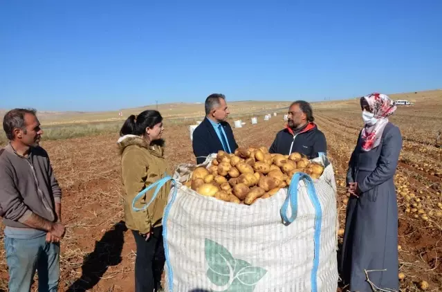 Kayısı diyarında patates hasadı tamamlanmak üzere