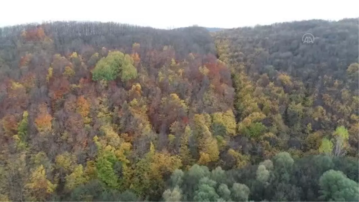 KIRKLARELİ - Istranca ormanları güz renklerine büründü