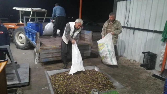 Kozan'da zeytinyağı fabrikalarında yoğunluk yaşanıyor
