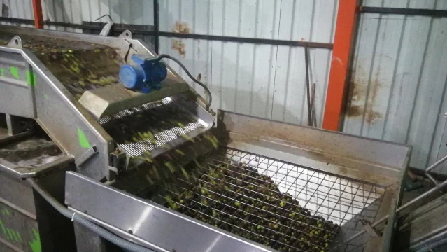 Kozan'da zeytinyağı fabrikalarında yoğunluk yaşanıyor