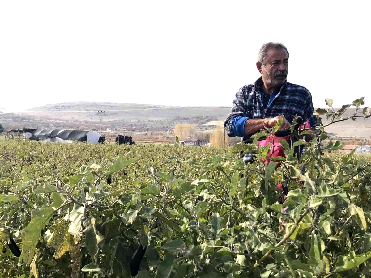 Marketlerdeki fahiş fiyatlar sonrası sebze tarlasını vatandaşlara ücretsiz açtı