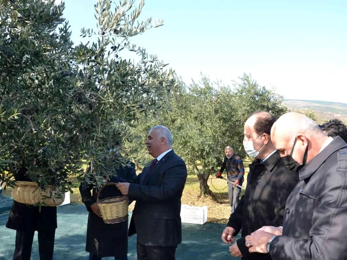 Tekirdağ\'da zeytin hasadı