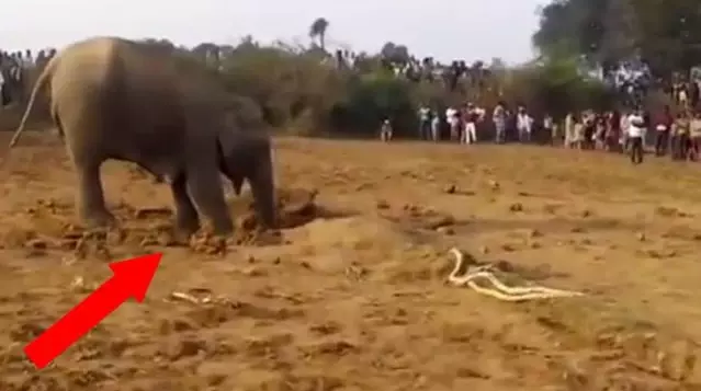 11 saat boyunca toprağı kazan filin çıkardığı şey tüm köyü hüngür hüngür ağlattı