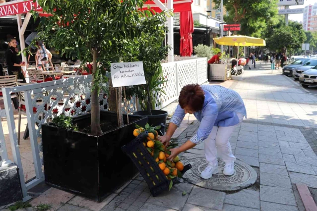 Ağaçtan kopartmasınlar diye her gün 1 kasa mandalina dağıtıyor