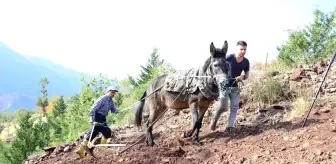 Antalya'da engebeli tarlalar, binlerce yıllık gelenekle sürülüyor