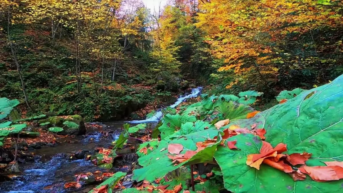 Avrupa\'nın 100 orman sıcak noktasından biri olan Yenice ormanlarında kartpostallık görüntüler