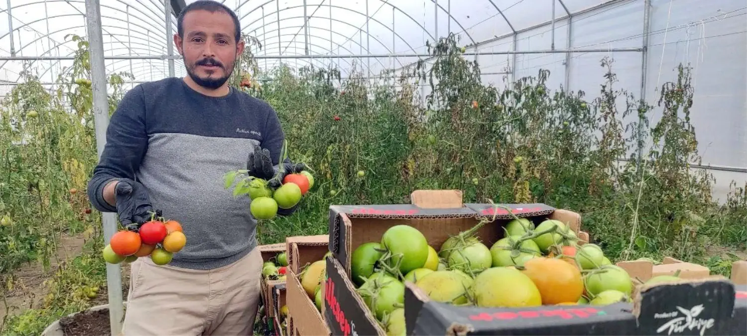 Devlet desteğiyle kurduğu serada dönüm başına 15 ton domates üretiyor