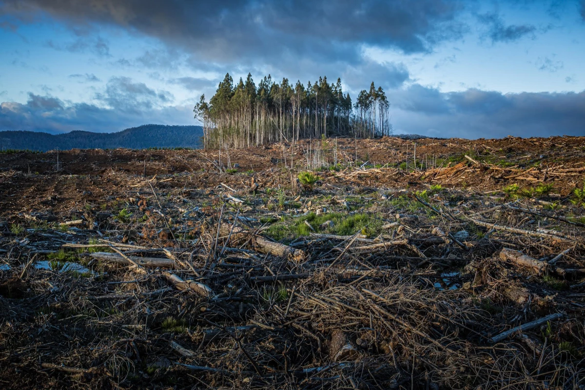 Glasgow\'da ülkeler ormanları korumaya söz verdi