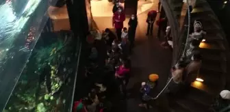 Kanada Vancouver akvaryumunda kış etkinlikleri