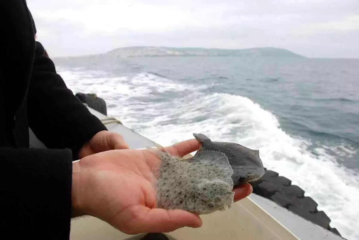 Karadeniz\'in Kalkan denizi olması için 24 yılda 100 binin üzerinde Kalkan yavrusu denize bırakılmıştı