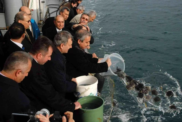 Karadeniz'in Kalkan denizi olması için 24 yılda 100 binin üzerinde Kalkan yavrusu denize bırakılmıştı