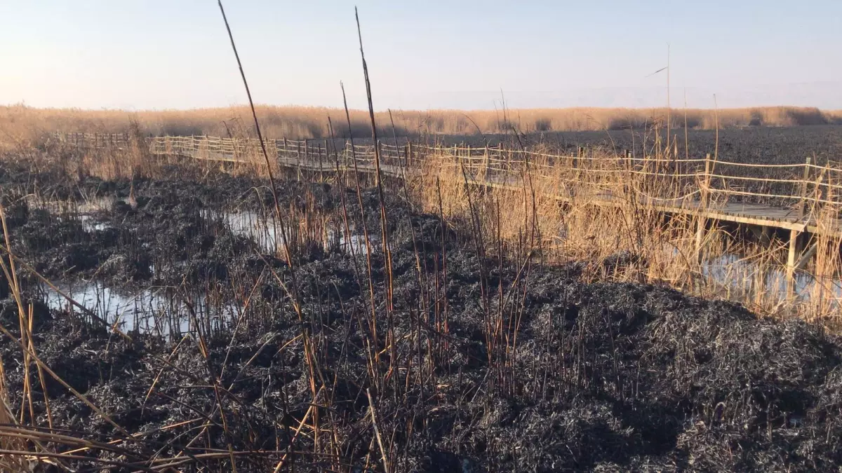 Sultan Sazlığı Milli Parkı\'nda çıkan yangın söndürüldü (2)