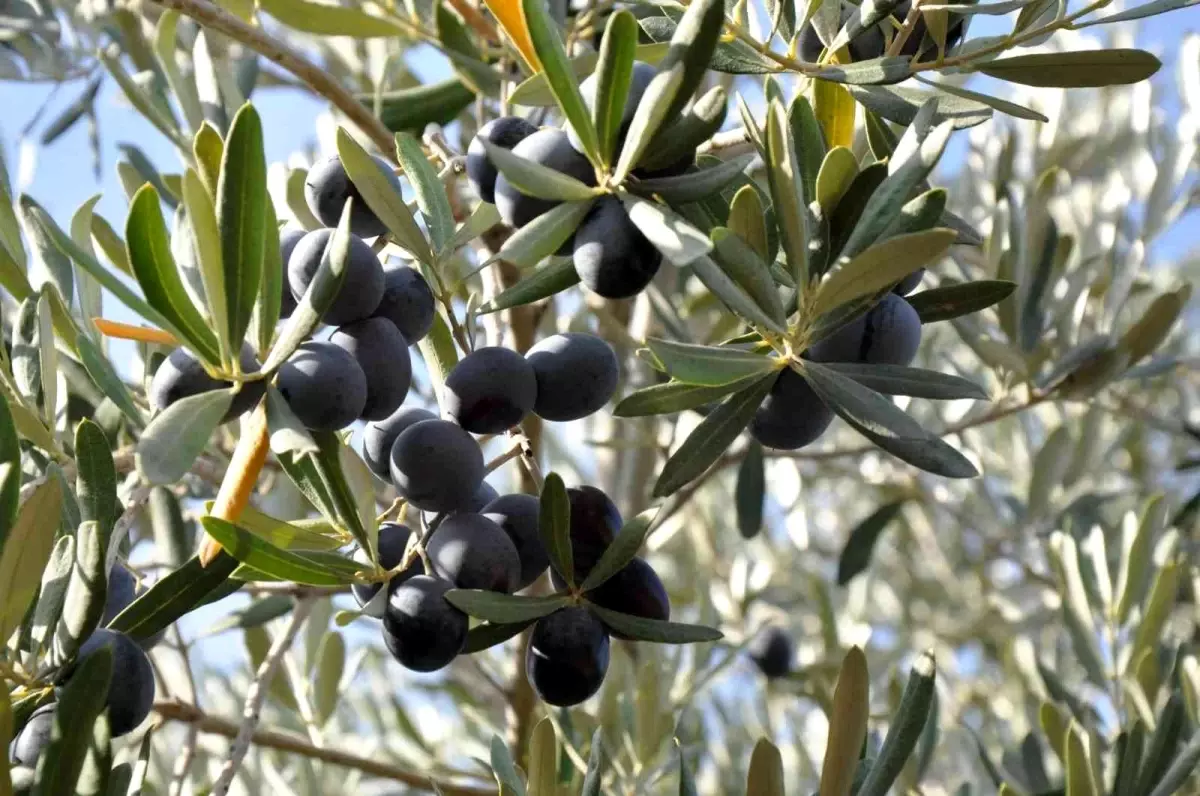 Manisa sofralık zeytin üretiminde birinci sırada