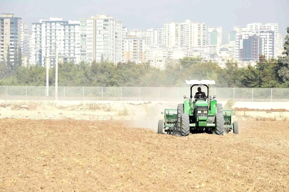 Tarsus Belediyesi, yerli buğday ekimine başladı