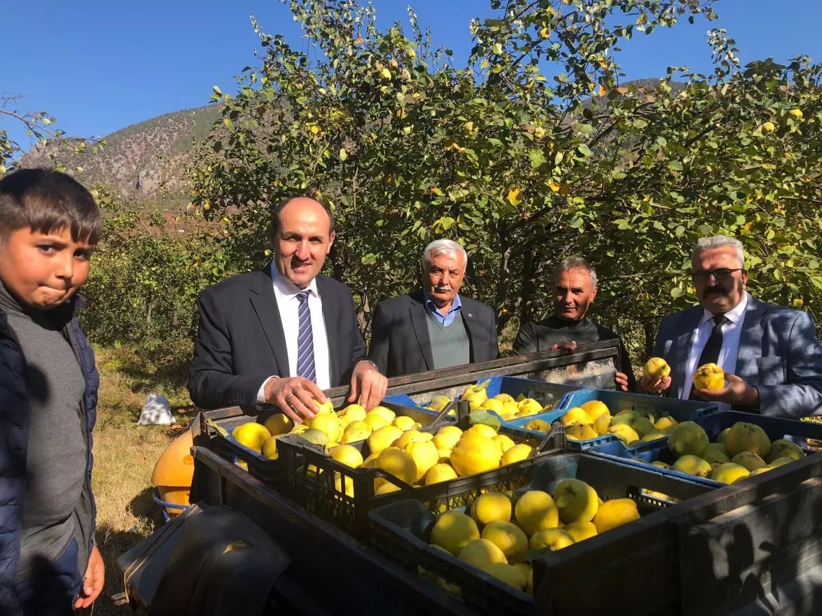 Adana\'da ayva organik yöntemlerle üretilecek