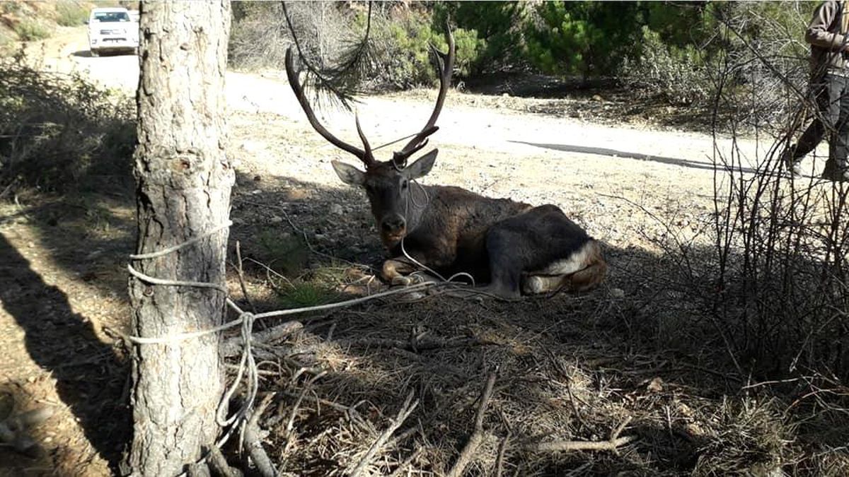 Akdağ\'da yaralanan Kızıl Geyik tedavi altına alındı