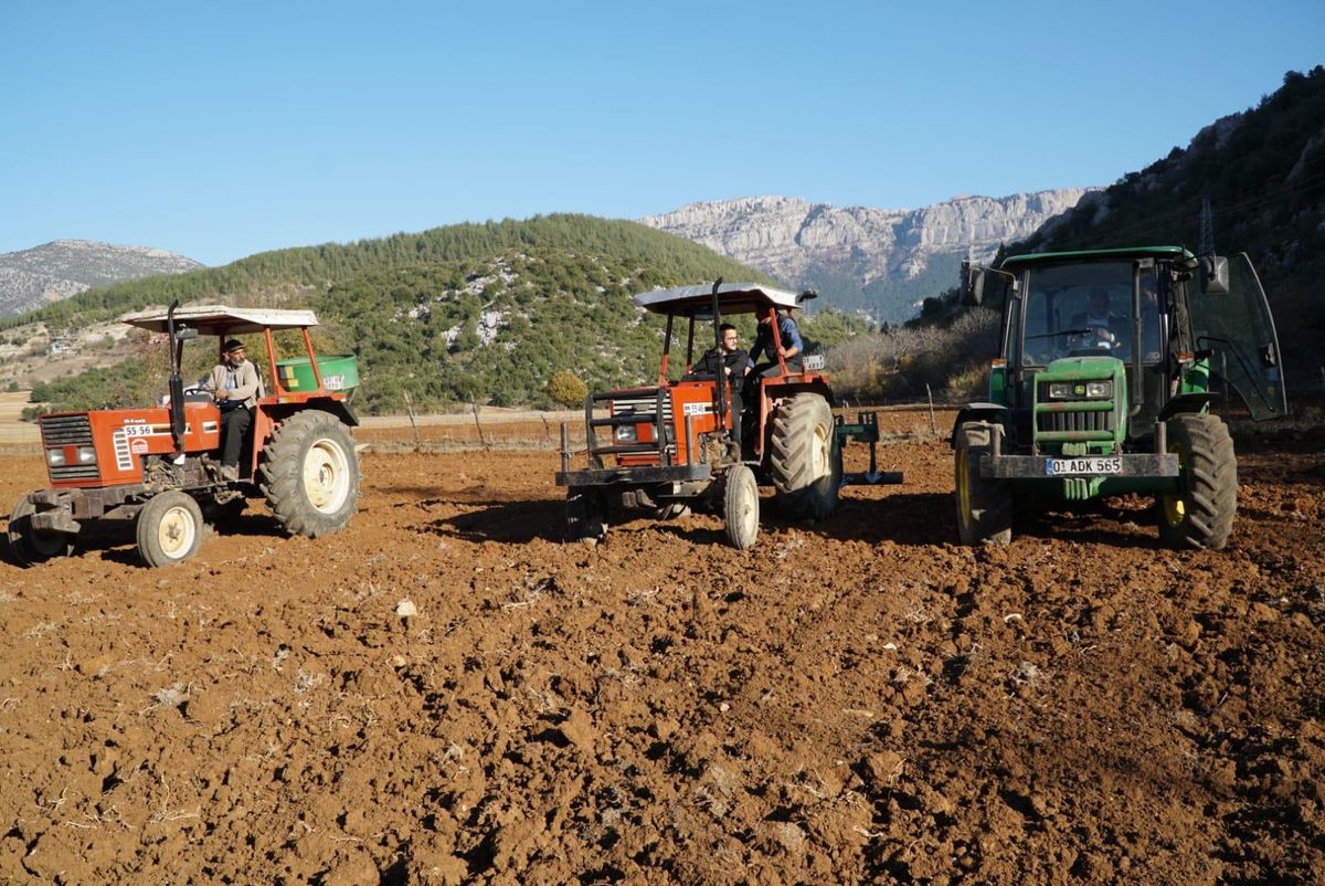 Feke\'de 50 dönümde ekilen buğday vatandaşa ücretsiz dağıtılacak