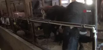 Manda sütü ürünleri kadınlara gelir kaynağı oluyor