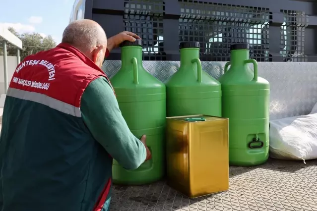 Muğla'da belediyeye ait arazilerde zeytin hasadı yapıldı