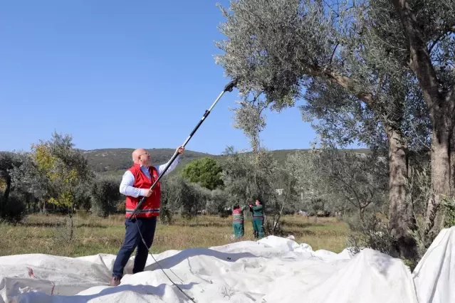 Muğla'da belediyeye ait arazilerde zeytin hasadı yapıldı