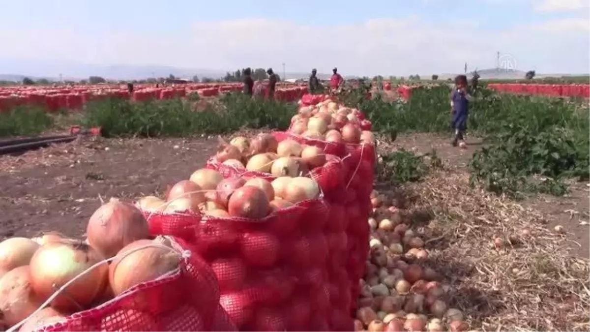 Soğan üreticileri ihracat desteği istiyor (2)