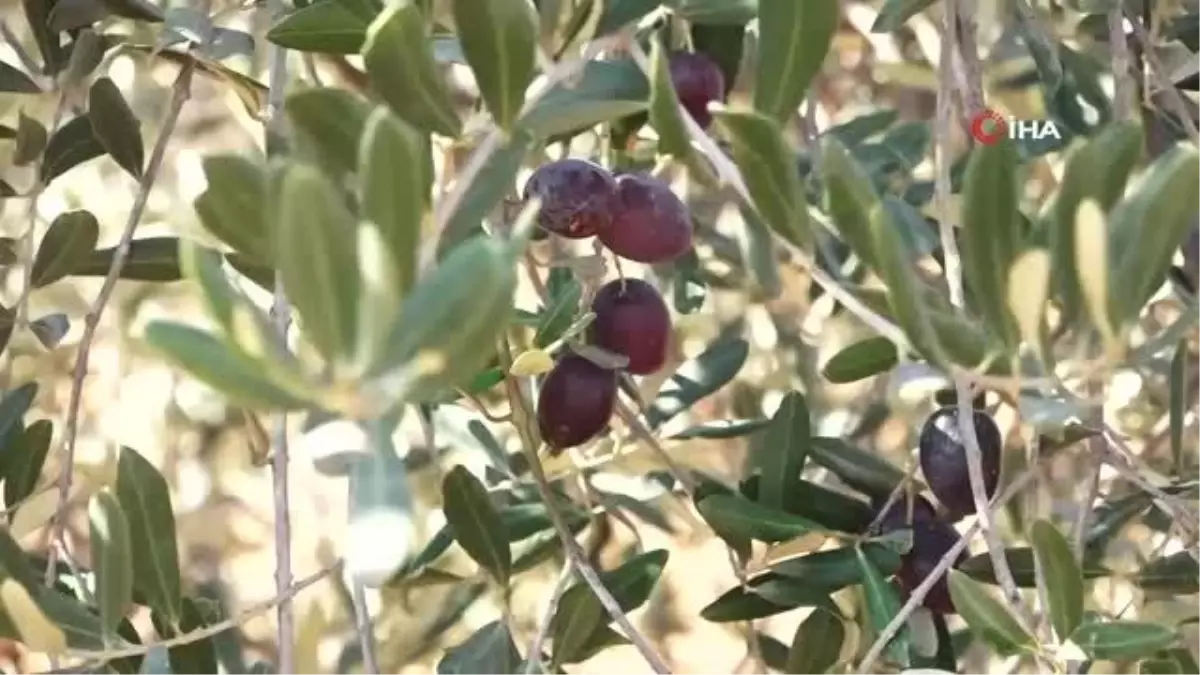 Suriyeliler, petrol fiyatları yükselince ısınmak için zeytin atıklarına yöneldi