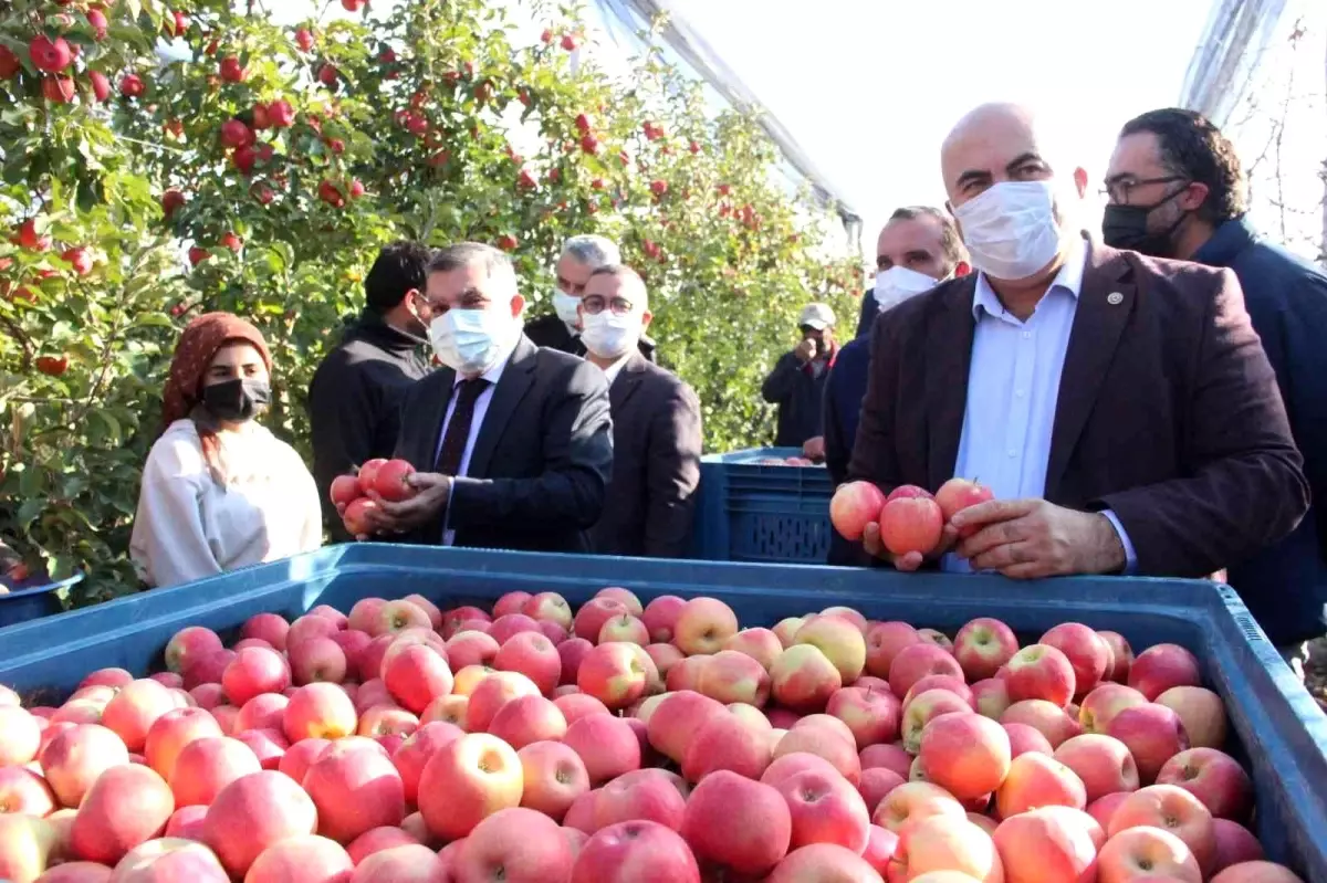 Türkiye\'nin en büyük elma bahçesinde son hasat yapıldı