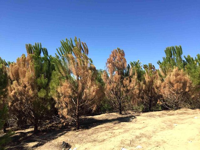Adana'da ormanları yakan teröriste müebbet istendi