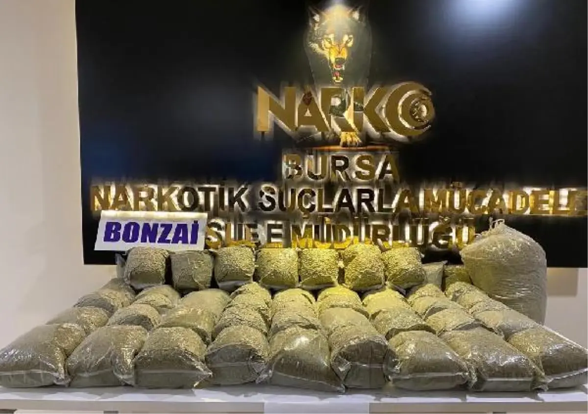 Bursa\'da 58 kilo bonzai ele geçirildi