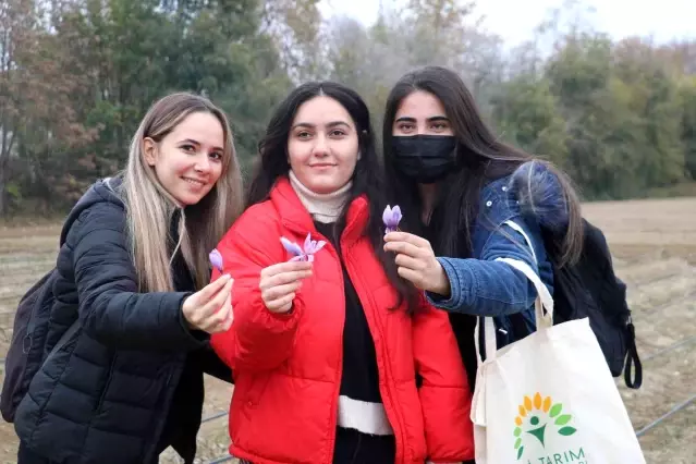 Edirne'de safran hasadı