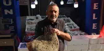 Kalkan balığı altınla yarışıyor: Kilosu 250 lira