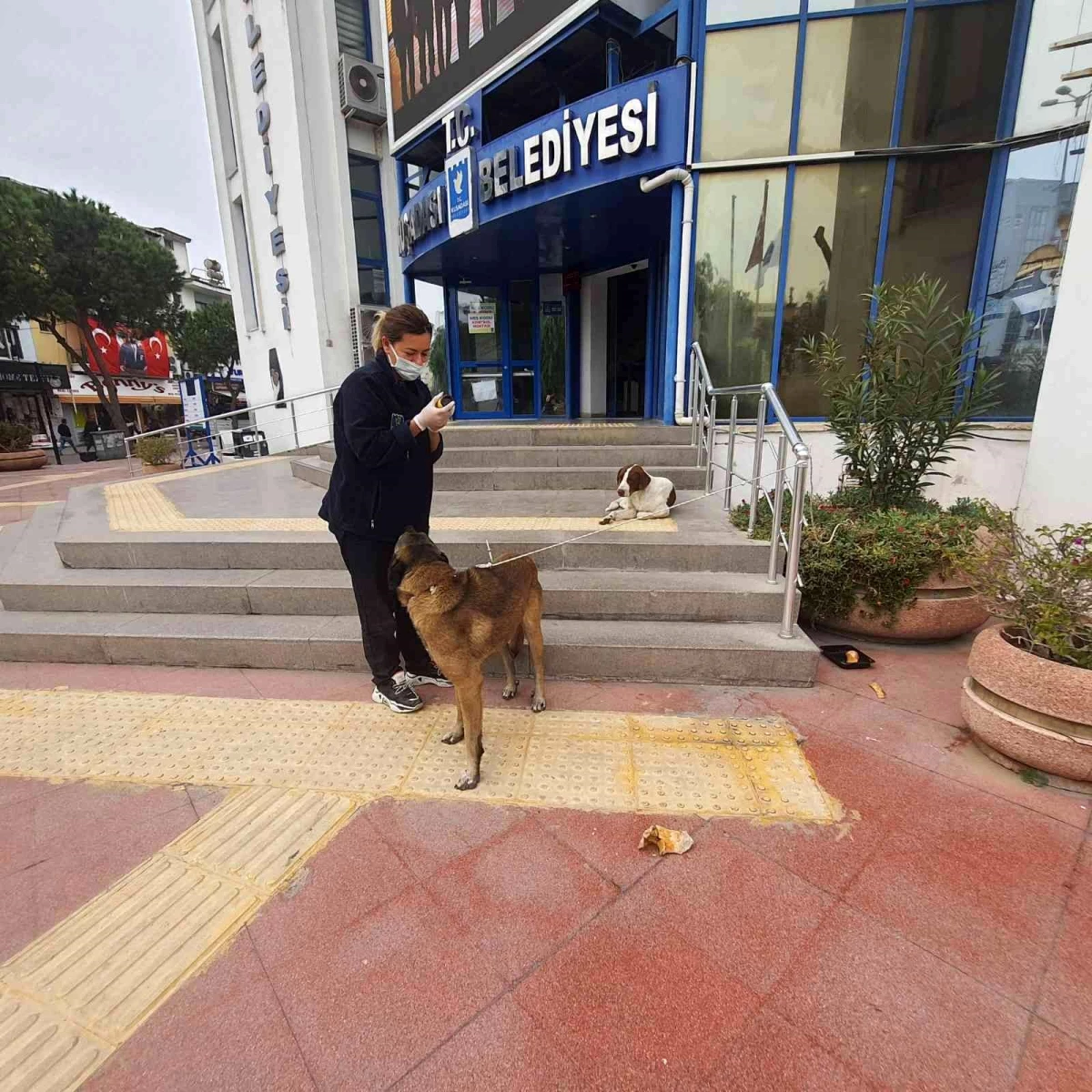 Kuşadası Belediyesi\'nden hasta sokak köpeğine yardım eli
