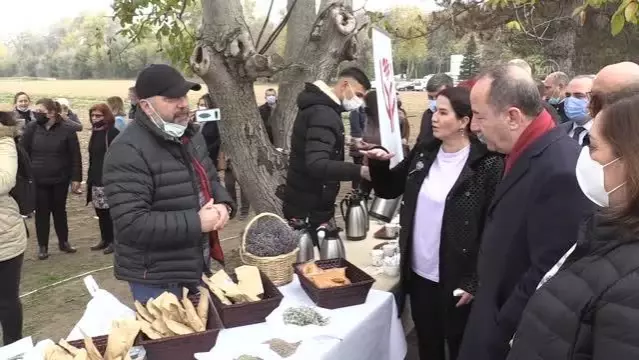 Öğrenciler gramı 60 liradan satılan safranın hasadını yaptı