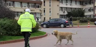 Trafik polisinin sadık arkadaşı 'Köpük'