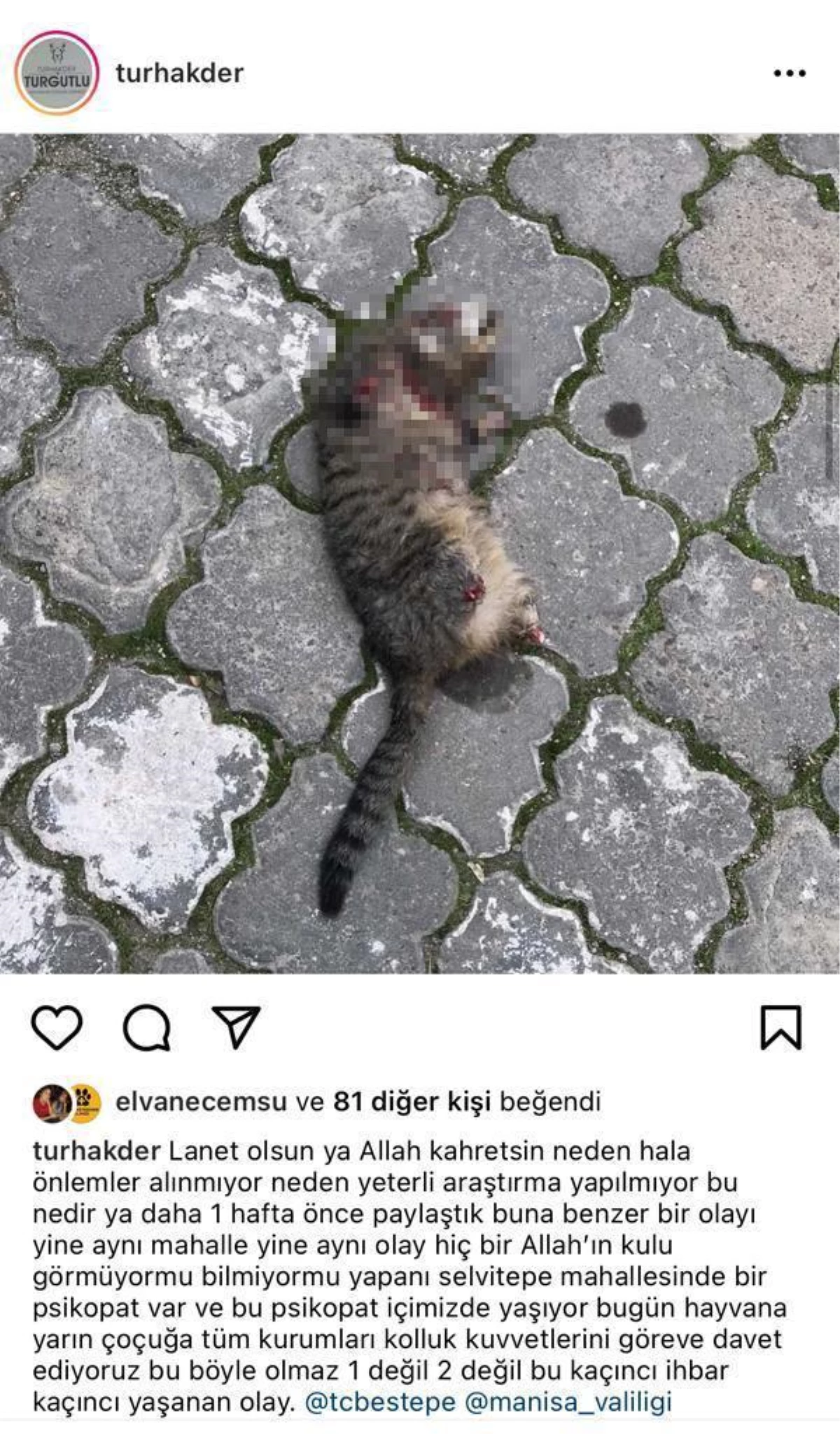 Turgutlu\'da seri kedi katili aranıyor