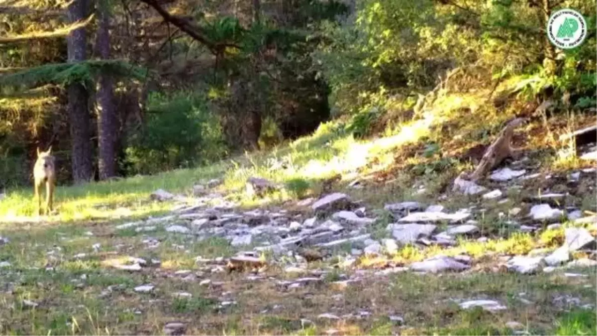 Yaban hayatı çeşitliliği fotokapanlara yansıdı