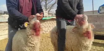 Ağıla giren kurtlar, 15 koyunu parçaladı