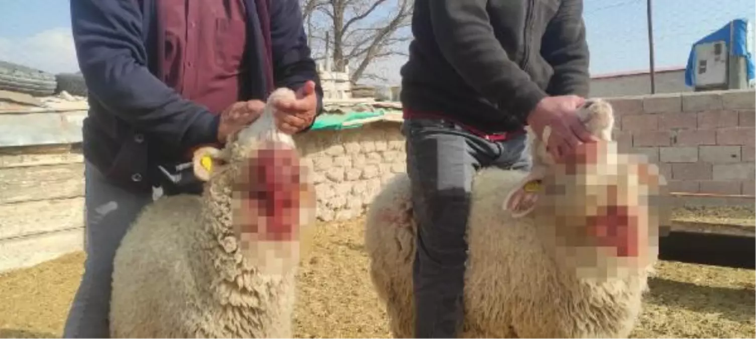 Ağıla giren kurtlar, 15 koyunu parçaladı