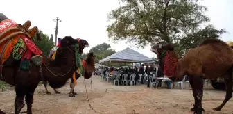 Son dakika haberi | Aydın'da keşkek kazanı develer için kaynadı