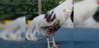 Çillisini değil değerlisini çaldılar