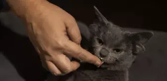 Dört kulaklı kedi 'Midas'ın sosyal medya hesabı büyük ilgi görüyor