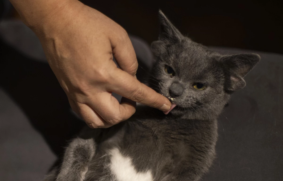 Dört kulaklı kedi "Midas"ın sosyal medya hesabı büyük ilgi görüyor
