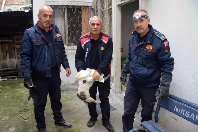 İki evin duvarı arasına sıkışan kedi kurtarıldı