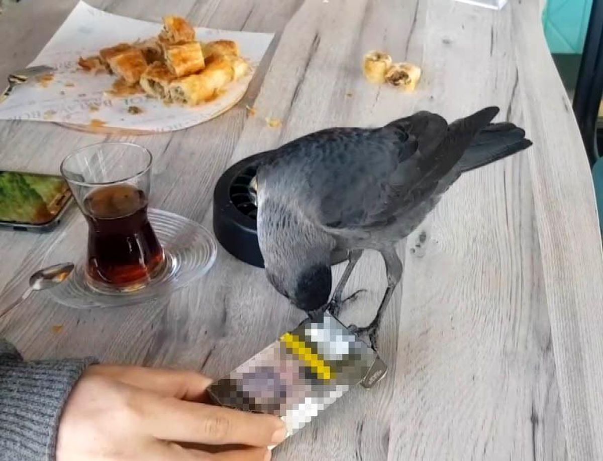 Sigara tiryakisi karga müşterilerin sigaralarını böyle çalıyor