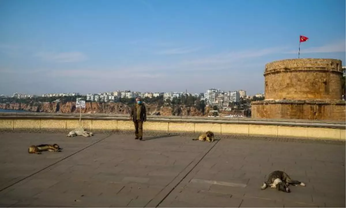 Stray dogs in Antalya enjoy the 24-degree weather temperature